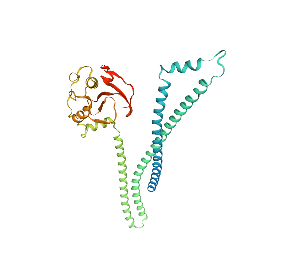 structure lipoprotéine Bifinove